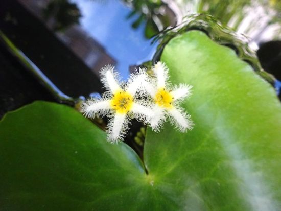 葛西の四季折々(154)「9月の草花」 - 花とみどりのボランティア/環境