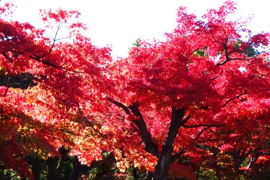 紅葉　国広作品 2024年12月のみんなの花とみどりのアルバム - 花とみどりの