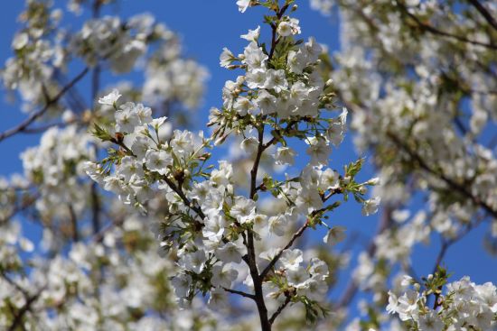 大島桜 オオシマザクラ が見頃を迎えています 花だより 水とみどり 花の情報 公益財団法人 えどがわ環境財団