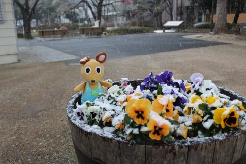 【一点もの】ぽんちゃん☆冬の景色 ルーシーズ𖤐カフェ | 月曜日✨初めましてのわんちゃんたちから