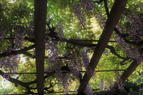 藤の花 Wisteria flower - おしらせ - 水とみどり・花の情報 - 公益