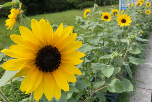 ひまわりde元気と笑顔プロジェクト2022－開催中 - おしらせ - 水と