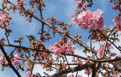 なぎさ公園の河津桜 Cherry blossoms - おしらせ - 水とみどり・花の
