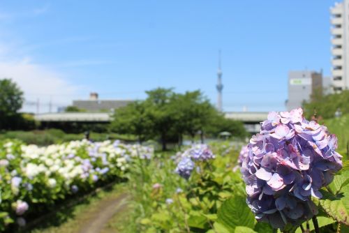 関連画像