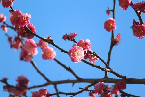 花札の梅酒セット (和リキュール 月ヶ瀬の梅原酒 とろとろの梅酒