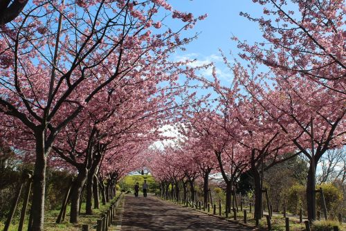 桜河しろき なぎさ公園の河津桜 Cherry blossoms - おしらせ - 水とみどり・花の