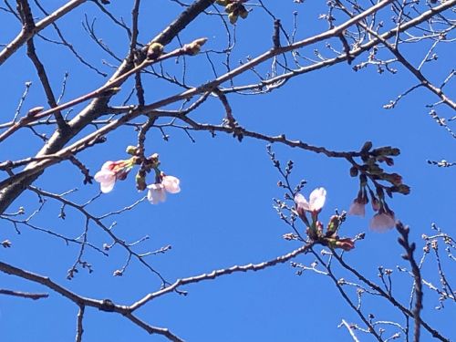 桜の開花宣言が発表されました ＜開花情報・場所について＞ - おしらせ