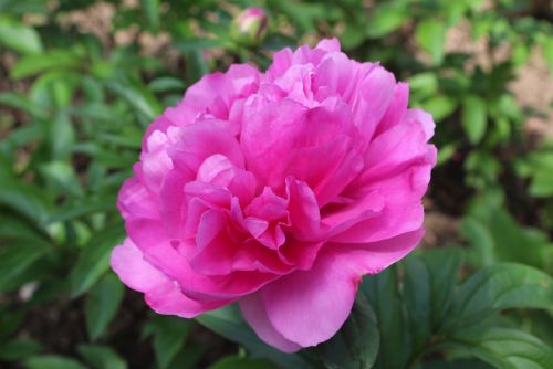 新堀しゃくやく公園の芍薬が見ごろです peony - おしらせ - 水とみどり