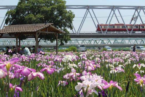 小斑あかり 花まつりのゾウさん AOMORI花嵐桜組 2023.6.10 YOSAKOIソーラン2023 大通り西8丁目