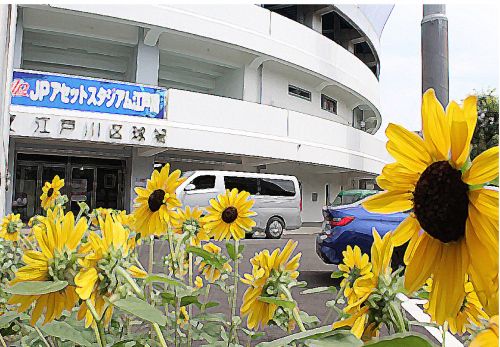 駅やスポーツ施設のひまわりが満開です - おしらせ - 水とみどり・花の