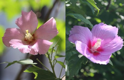 あかねこのは様専用 クリスマスドアベル45 新着情報 - 新着情報 - 公益