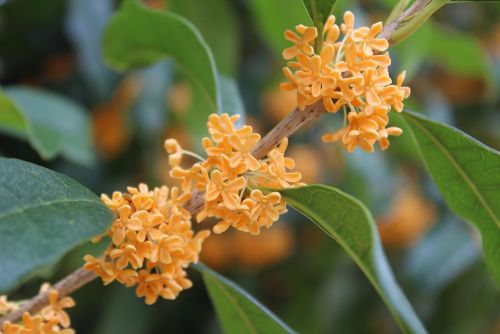 自然動物園の金木犀 Fragrant Olives - おしらせ - 水とみどり・花の