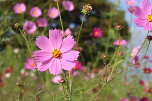 コスモスが見ごろです Cosmos - おしらせ - 水とみどり・花の情報