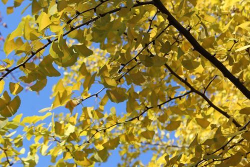 華やかな黄金のイチョウ Ginkgo - おしらせ - 水とみどり・花の