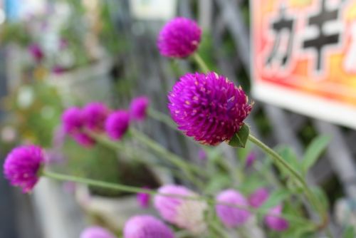 関連画像