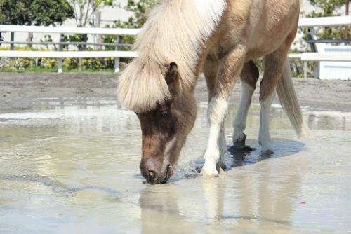 2020年06月のポニーランドぶろぐ - ポニーランド - 公益財団法人 えど