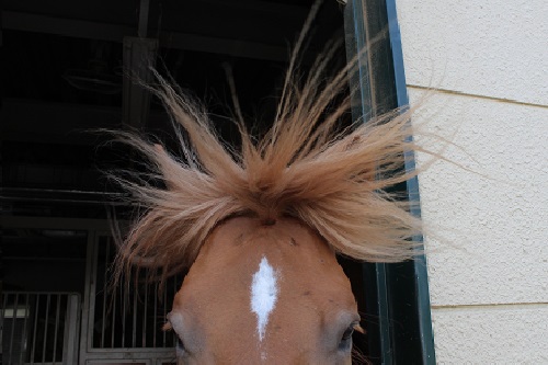 ごんたくんの前髪 - ポニーランド - 公益財団法人 えどがわ環境財団