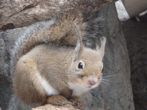 ニホンリスの寒さ対策 自然動物園 公益財団法人 えどがわ環境財団