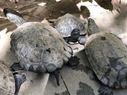 なんで クサガメ 自然動物園 公益財団法人 えどがわ環境財団