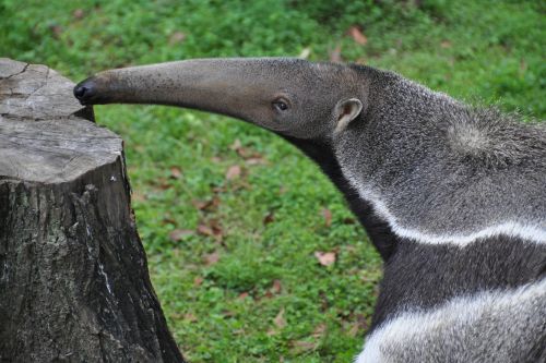 18年11月の自然動物園ぶろぐ 自然動物園 公益財団法人 えどがわ環境財団