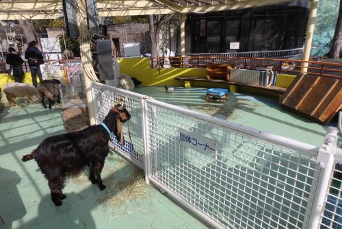 侵入者ーシナモン－ - 自然動物園 - 公益財団法人 えどがわ環境財団
