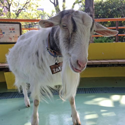 ヤギのミルキーのここ最近のできごと - 自然動物園 - 公益財団法人