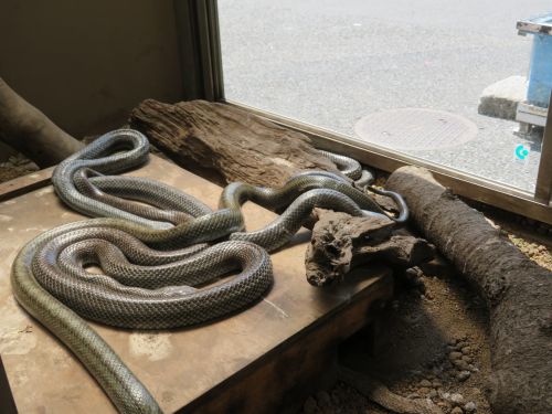 活動期に入りました 自然動物園 公益財団法人 えどがわ環境財団 活動期に入りました 自然動物園 公益財団法人 えどがわ環境財団