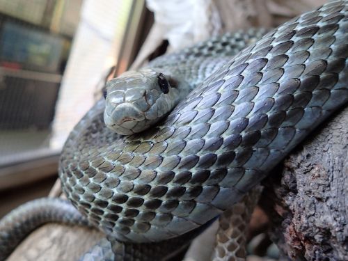 爬虫類の鱗 自然動物園 公益財団法人 えどがわ環境財団 爬虫類の鱗 自然動物園 公益財団法人 えどがわ環境財団