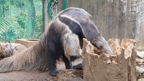 年09月の自然動物園ぶろぐ 自然動物園 公益財団法人 えどがわ環境財団