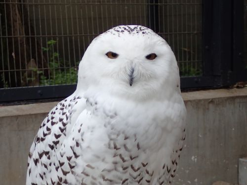  シロフクロウ　オウル　owl PET BANK OWL（ペットバンク オウル）SNOWY シロフクロウ