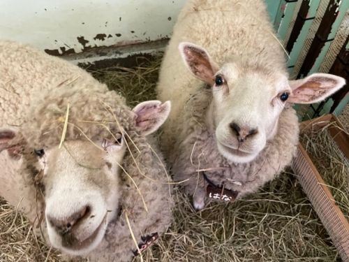 素材にもこだわります - 自然動物園 - 公益財団法人 えどがわ環境財団