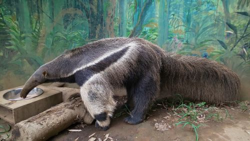 博士 その研究は危険です 自然動物園 公益財団法人 えどがわ環境財団