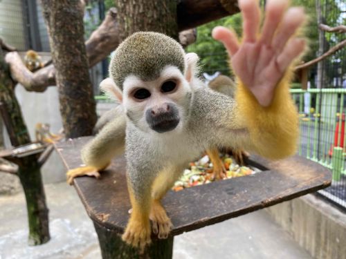 自然動物園 公益財団法人 えどがわ環境財団 自然動物園 公益財団法人 えどがわ環境財団