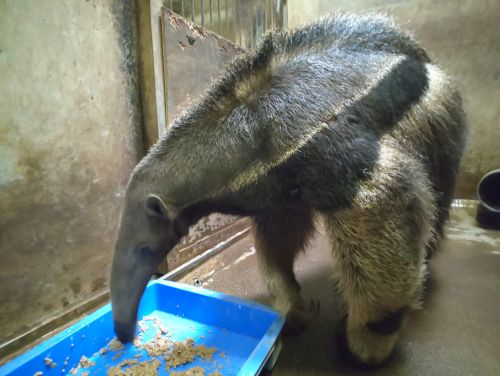 お知らせ 自然動物園 公益財団法人 えどがわ環境財団
