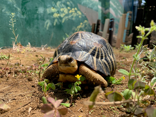 2024年05月の自然動物園ぶろぐ - 自然動物園 - 公益財団法人 えどがわ