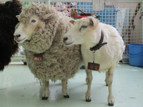 関連画像