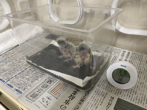 関連画像