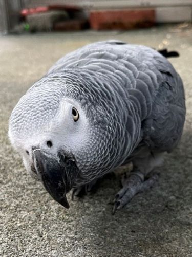 関連画像