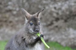 ベネットアカクビワラビー