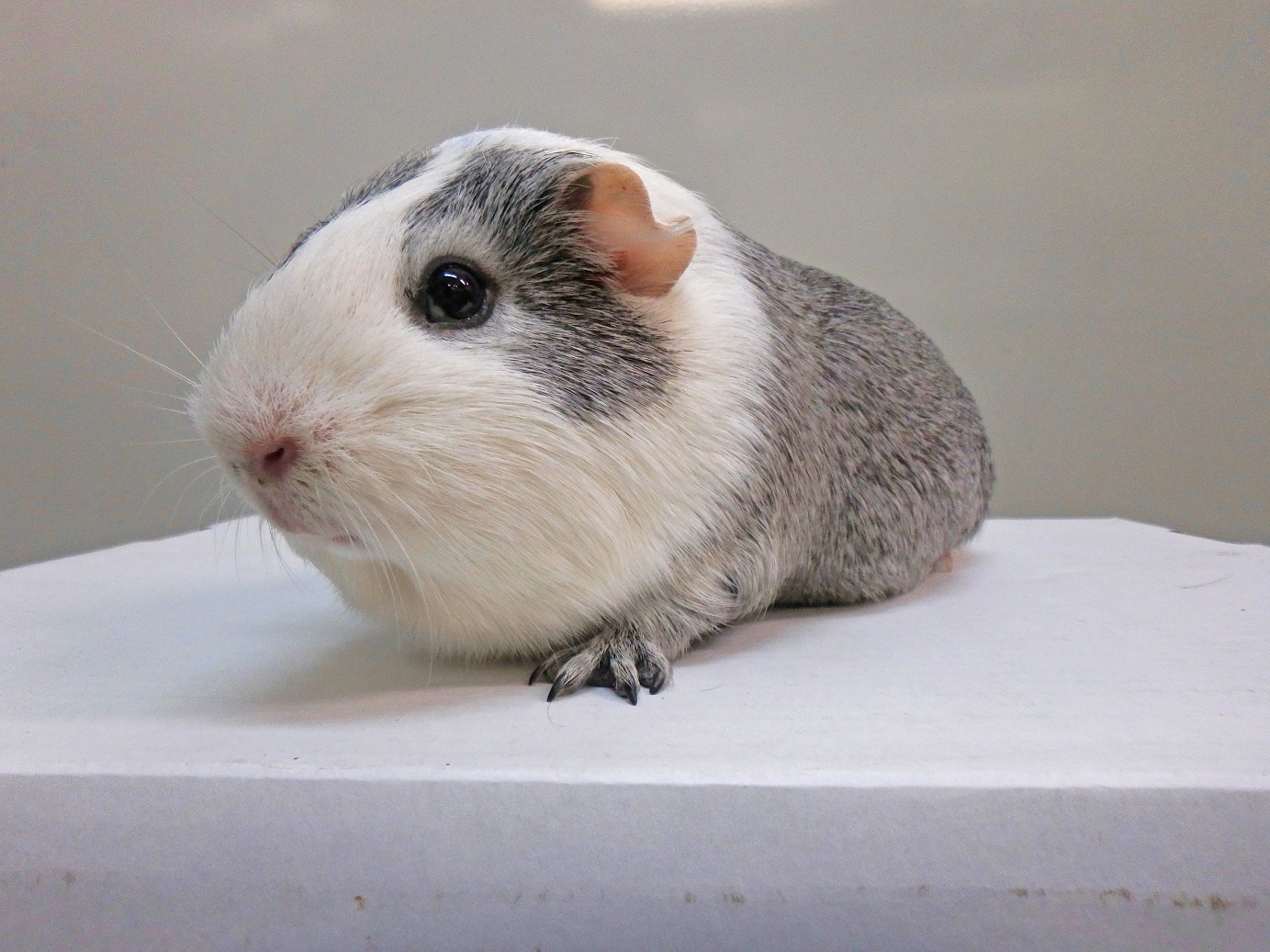 またまたライブ配信 ニュース 自然動物園 公益財団法人 えどがわ環境財団