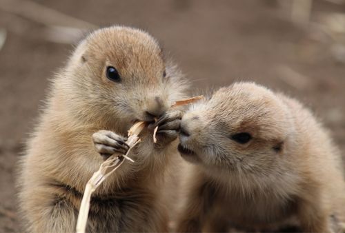 ポストカードに新作追加！ - ニュース - 自然動物園 - 公益財団法人