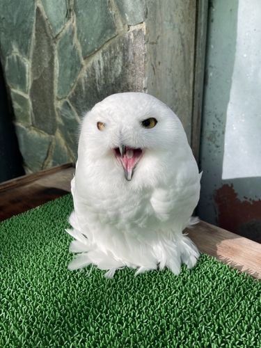関連画像