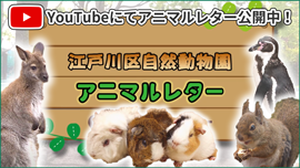 江戸川区自然動物園 アニマルレター