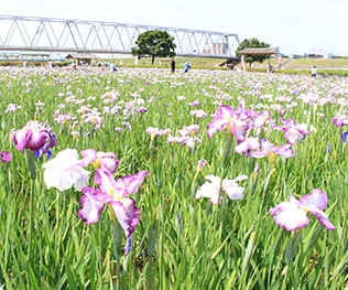 花とみどりのガイドマップ