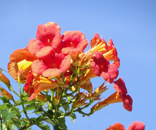 みんなの花とみどりのアルバム