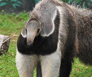 自然動物園のご案内