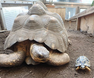 自然動物園ぶろぐ