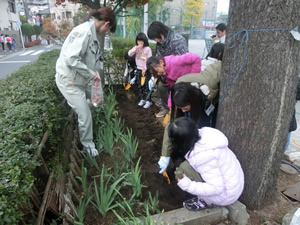 花の植え付け