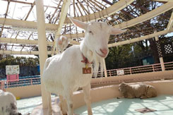 自然動物園 ふれあいコーナー やぎの写真