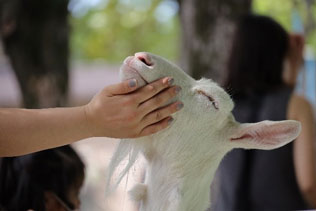 自然動物園 ふれあいコーナー あごを撫でられているやぎの写真